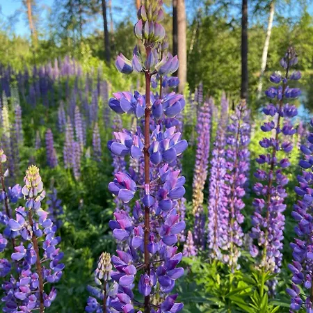 Lakeside Escape Stylish With Sauna * Mikkeli